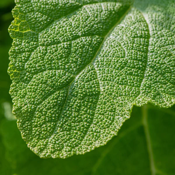 Egy Növény Zöld Levelének Texturált Felülete Közelkép Természetes Háttér — Stock Fotó