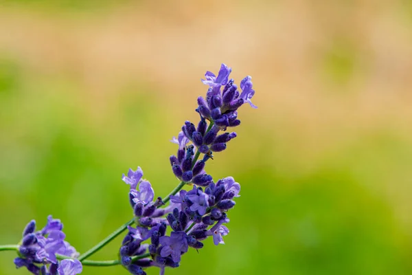 Flores Lavanda Púrpura Florecientes Primer Plano Fondo Natural Banner Web —  Fotos de Stock