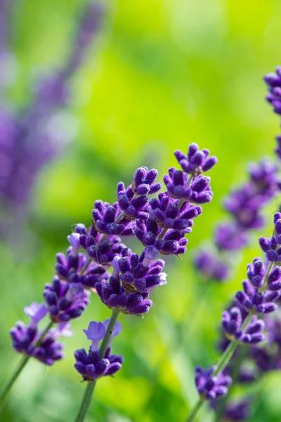 Flores Lavanda Púrpura Sobre Fondo Verde Natural Banner Web —  Fotos de Stock