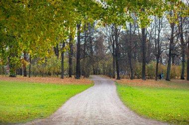 Renkli yapraklı yerel sonbahar parkı