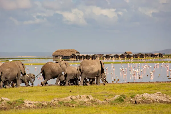 Afrikanische Elefantenherde Amboseli Nationalpark Kenia — Stockfoto