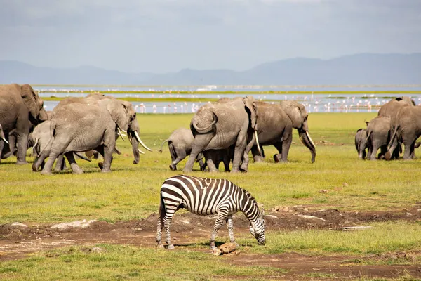 Африканские Слоны Пасутся Национальном Парке Амбосели Кения — стоковое фото