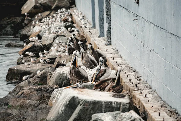 Группа Птиц Отдыхающих Скалах Причала Берегу Моря — стоковое фото