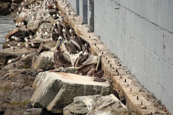 一群鸟儿栖息在海滨码头的岩石上 — 图库照片