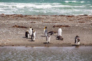 Kumsalda dinlenen vahşi penguen sürüsü