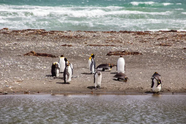 Kudde Wilde Pinguïns Rustend Aan Het Strand — Stockfoto