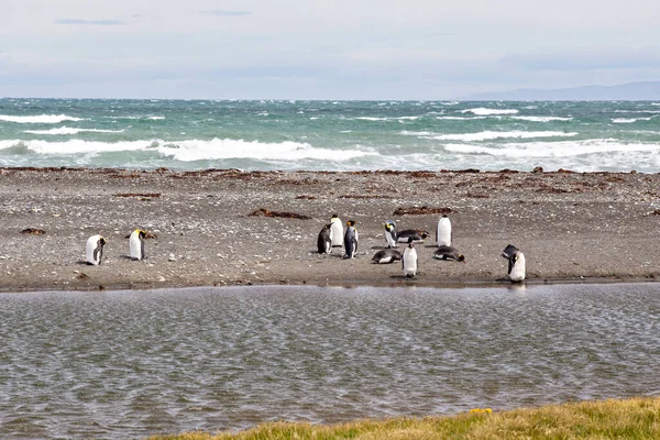 Grupo Pingüinos Descansando Junto Playa — Foto de Stock