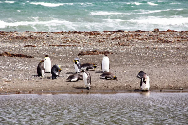 Groep Pinguïns Rustend Aan Het Strand — Stockfoto