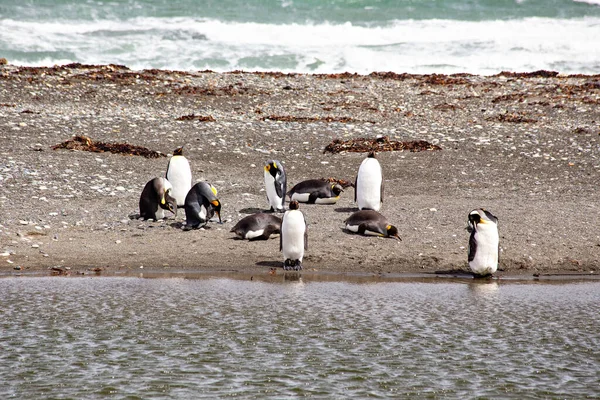 一群企鹅在海滩边休息 — 图库照片