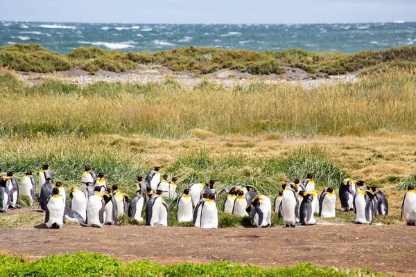 Colony King Penguins Tierra Del Fuego Argentina — Zdjęcie stockowe