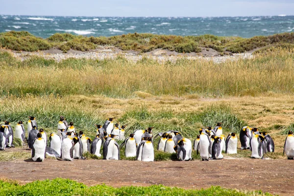 Colonia Pingüinos Reales Tierra Del Fuego Argentina — Foto de Stock