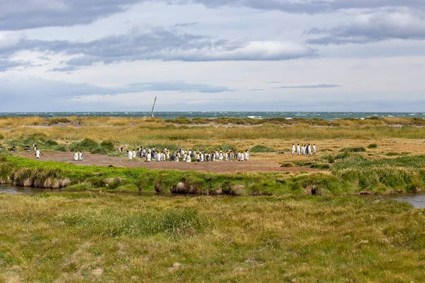 Colony King Penguins Tierra Del Fuego Argentina — Foto de Stock