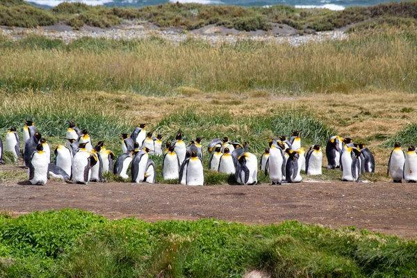 Colony King Penguins Tierra Del Fuego Argentina — стоковое фото