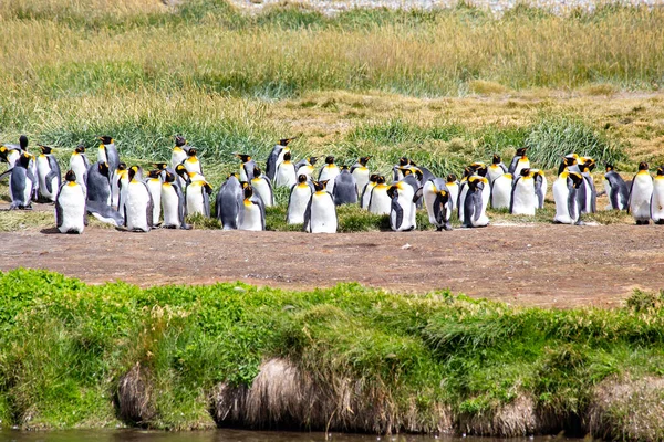 Colony King Penguins Tierra Del Fuego Argentina — Stockfoto