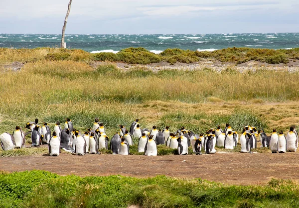 Colony King Penguins Tierra Del Fuego Argentina — Photo