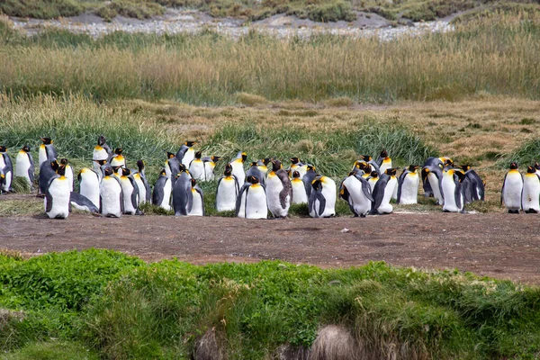 Colony King Penguins Tierra Del Fuego Argentina — Stock fotografie