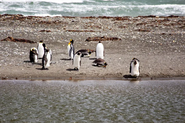 Colony King Penguins Tierra Del Fuego Argentina — Stockfoto