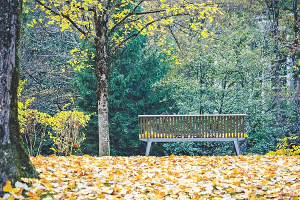 Bank Herbstlichen Park Mit Gelben Blättern Bedeckt — Stockfoto