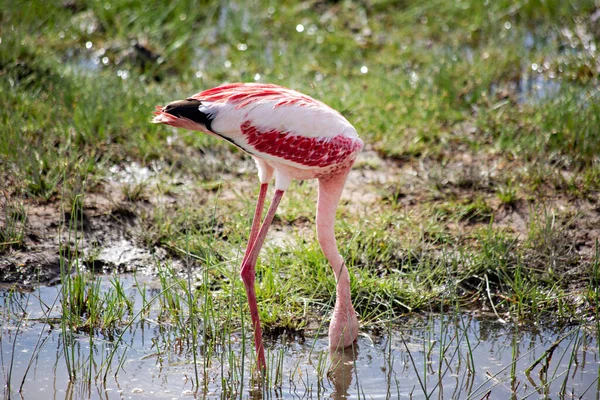 Flamingo Rosa Lago Amboseli Quênia — Fotografia de Stock