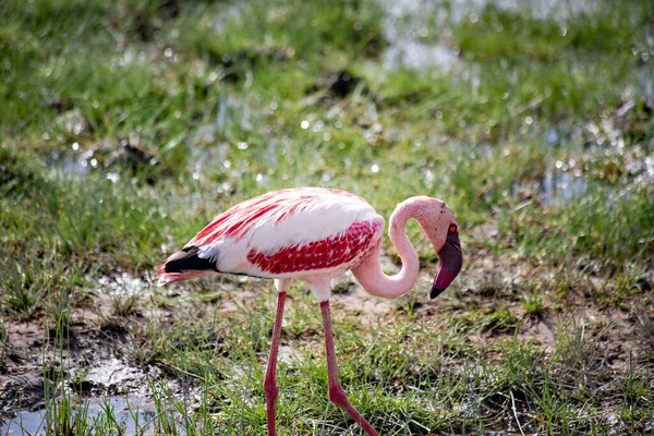 Rózsaszín Flamingók Amboseli Tónál Kenyában — Stock Fotó