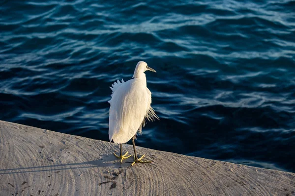 海鸥站在海滨码头上的近景 — 图库照片