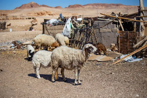 Insediamento Beduino Nel Deserto Del Sinai Egitto — Foto Stock