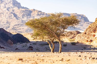Dağlarda ağaçlar ve seyrek bitkilerle güneşli bir manzara.