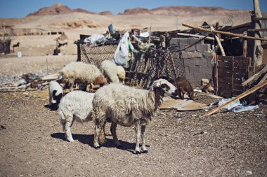 DAHAB, EGYPT - Ocak 2022: Sina Çölü, Mısır