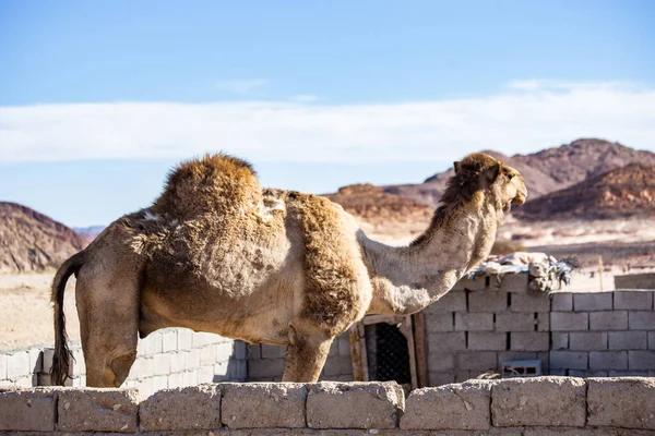 Cammello Nel Deserto Del Sinai Egitto — Foto Stock