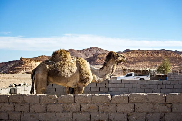 Cammello Nel Deserto Del Sinai Egitto — Foto Stock