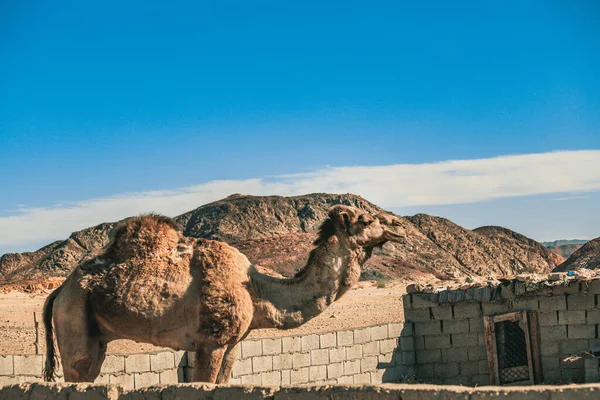 Cammello Nel Deserto Del Sinai Egitto — Foto Stock