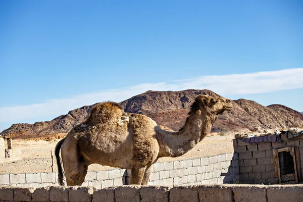 Cammello Nel Deserto Del Sinai Egitto — Foto Stock