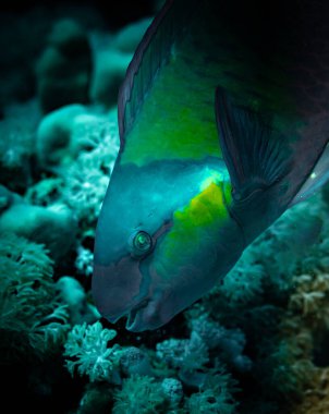 Kızıl Deniz 'in renkli deniz yaşamı. Parlak mercanlar, balıklar, sualtı fotoğrafçılığı. Sharm El Sheikh, Mısır