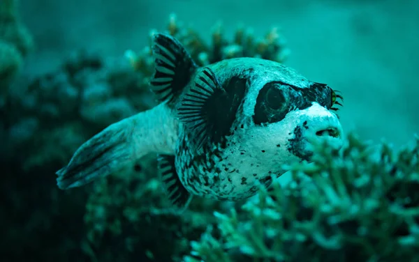 Maskerad Blåsfisk Nära Håll Röda Havet Egypten — Stockfoto