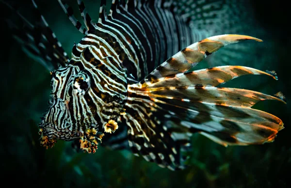 Lion Fish Close Στην Ερυθρά Θάλασσα Αίγυπτος — Φωτογραφία Αρχείου