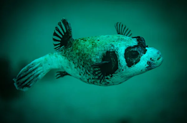 Maskeli Kirpi Balığı Kızıl Deniz Mısır Kapanıyor — Stok fotoğraf