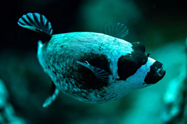 Maskerad Blåsfisk Nära Håll Röda Havet Egypten — Stockfoto