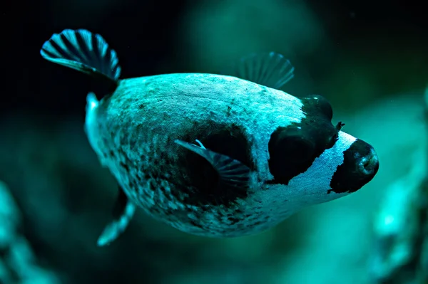 Poisson Globe Masqué Près Mer Rouge Égypte — Photo