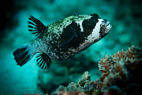 Maskerad Blåsfisk Nära Håll Röda Havet Egypten — Stockfoto