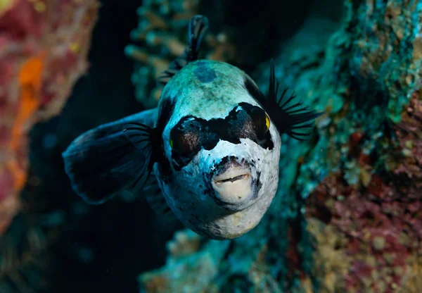 Maskerad Blåsfisk Nära Håll Röda Havet Egypten — Stockfoto