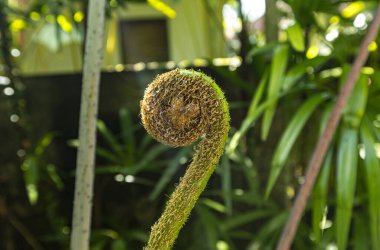 Genç eğrelti otu yaprağı, Bali