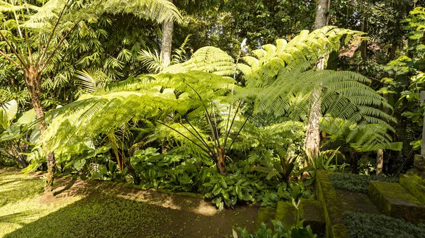 美丽的花园靠近别墅 绿色茂密的花园在巴厘岛 印度尼西亚 — 图库照片