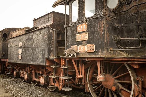 Sibiu Romania Marzo 2022 Sibiu Steam Engines Museum Antico Museo — Foto Stock