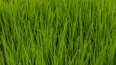 Pirinç tarlası Endonezya, Bali 'de yakın