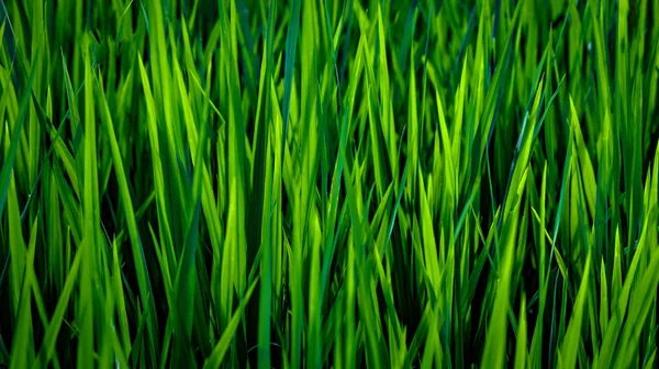 Natural Background Fresh Bright Green Grass — Stock Photo, Image