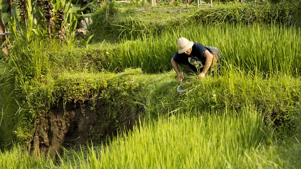 Bali Indonesia Abril 2022 Agricultor Trabajando Campo Arroz Udub Bali —  Fotos de Stock