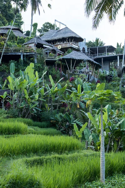 Ubud Ndonezya Nisan 2022 Ubud Bölgesindeki Ormandaki Geleneksel Bali Kulübeleri — Stok fotoğraf