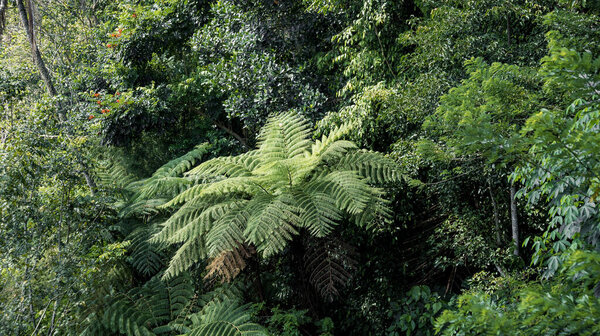 Huge fern in the jungle of Bali, Indonesia