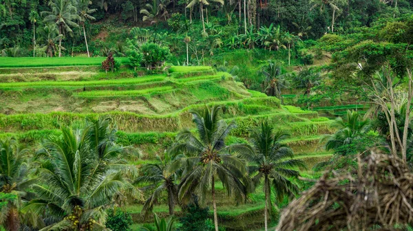 Tegallalang Rice Teras Pemandangan Udara Bali — Stok Foto