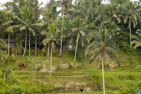 Tegallalang Rice Terrace Légi Kilátás Bali — Stock Fotó